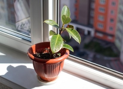 Berikan sinar matahari langsung secukupnya